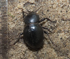 Ocnodes