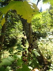 Ribes biebersteinii