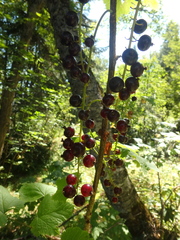 Ribes biebersteinii