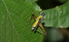Eumastax