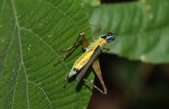 Eumastax