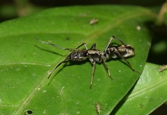 Sphecotypus niger