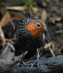 Acropternis orthonyx