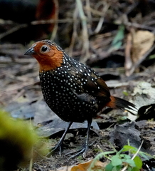 Acropternis orthonyx