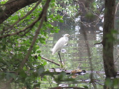 Egretta garzetta nigripes