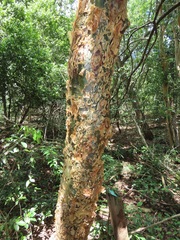 Commiphora neglecta