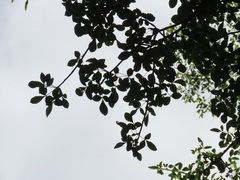 Commiphora neglecta