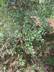 Psydrax fragrantissima