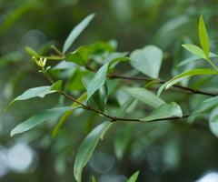 Wikstroemia taiwanensis