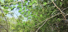 Psydrax fragrantissima