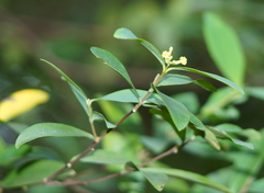 Wikstroemia taiwanensis