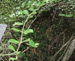Psydrax fragrantissima