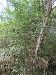 Psydrax fragrantissima
