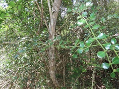 Psydrax fragrantissima