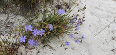 Aristea dichotoma