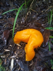Hymenogloea papyracea