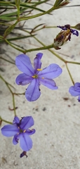 Aristea dichotoma