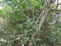 Psydrax fragrantissima