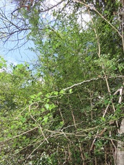Psydrax fragrantissima