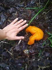 Hymenogloea papyracea