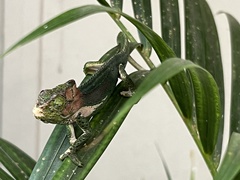 Bradypodion damaranum