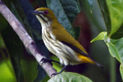 Dicaeum chrysorrheum