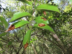 Uvaria lucida virens