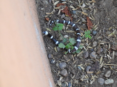 Phyllorhynchus browni