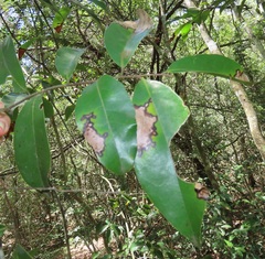 Uvaria lucida virens