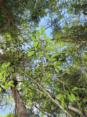 Uvaria lucida virens