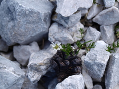 Moehringia ciliata