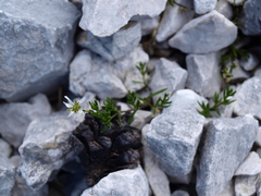 Moehringia ciliata