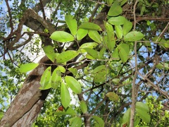 Uvaria lucida virens