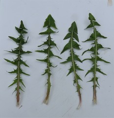 Taraxacum incisum