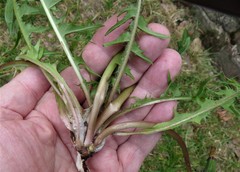 Taraxacum incisum
