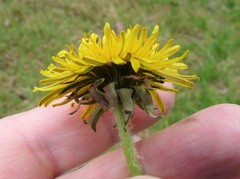 Taraxacum incisum