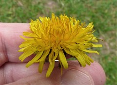 Taraxacum incisum
