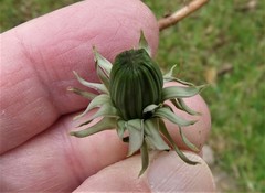 Taraxacum incisum