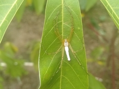 Oxyopes shweta