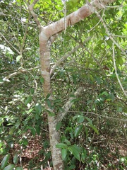 Uvaria lucida virens