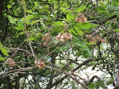 Combretum eugeneanum