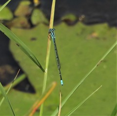 Pseudagrion malabaricum