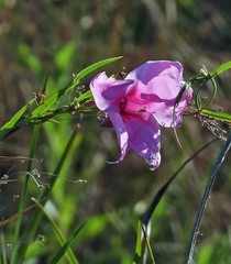 Rhabdadenia ragonesei
