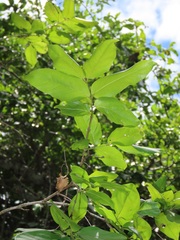 Combretum eugeneanum