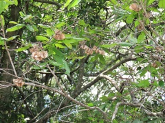 Combretum eugeneanum
