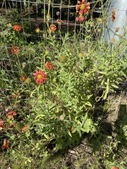 Gaillardia pulchella image