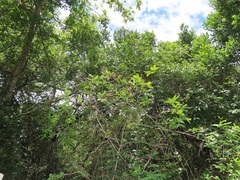 Combretum eugeneanum