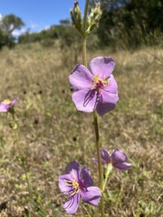 Chaetogastra gracilis