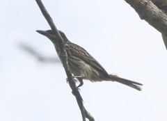 Myiodynastes maculatus