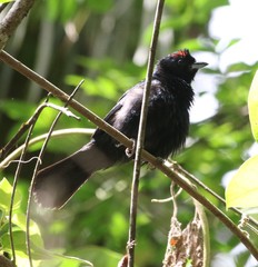 Tachyphonus coronatus